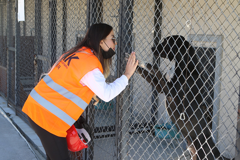 Bayraklı’da Hayvanseverlere “Arama Kurtarma” eğitimi